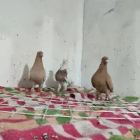 سه تانردوری