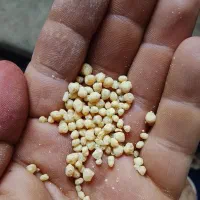 کود