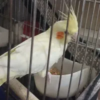 عروس هلندی ماده