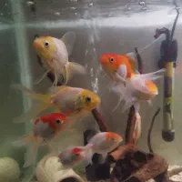 کالر سفید مولد، بارب حلب، دالر ، گلدفیش ،  پلنت