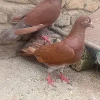 کبوتر|پرنده|گالیکش, |دیوار