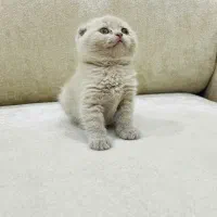 گربه لیلاک و بلک گلد