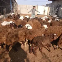 فروش گوسفند زنده مهرشهر بنفشه عظیمیه کلاک
