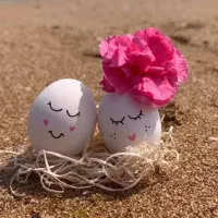 پخش تخم مرغ