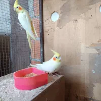 عروس هلندی