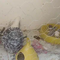هفت رنگ دم سفید