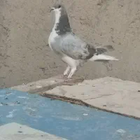 کبوتر سیاه پشت