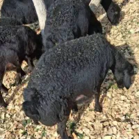 گوسفند قره قزل