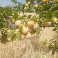الو قطره طلا