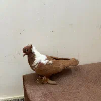 باشی ساری مایا