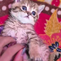 اسکاتیش گلدو سیلور