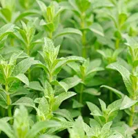 فروش گیاهتن دارویی