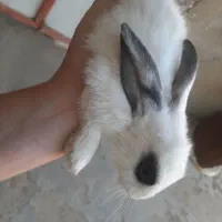 خرگوش