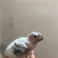 جوجه گرینچیک سرلاکی