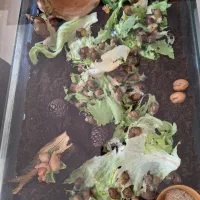 فروش حلزون آلبینو(کلاژن ساز) ۳ ماهه