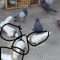 پنج تا طوقی سرور