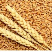 فروش فوری گندم کوهدشت تمیز