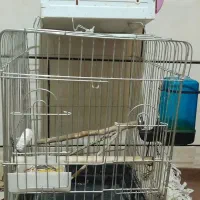 قفس عروس هلندی