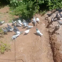 تعدادی کفتر