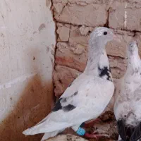جوجه|پرنده|گناباد, |دیوار
