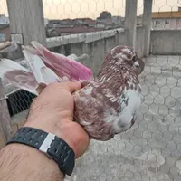 فروش کبوتر گله ای ب صورت یکجا قیمت مناسب|پرنده|قائم‌شهر, |دیوار
