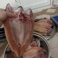 قزل ریز