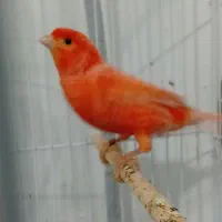 قناری رد فکتور آوازه خوان
