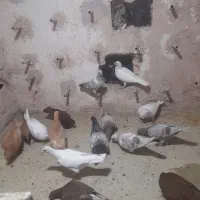 کفترجیجه رنگه سالم