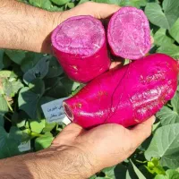 نهال بوته سیب زمینی شیرین بنفش