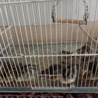 جوجه بوقلمون ۵ روزه
