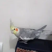 گمشده