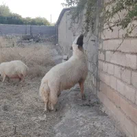 یک راس قوچ