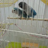 پرنده