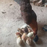 مرغ و جوجه