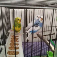 ۳عدد مرغ عشق خاص