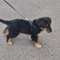 سرپرستی ژرمن ۳ماهه ماده