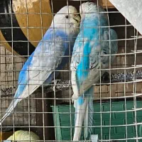 مرغ عشق رینبو و رنگین کمانی و جفت فنچ