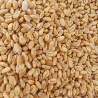 گندم درجه یک پیشگام بذری