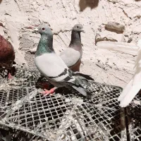 کبوتر|پرنده|سوسنگرد, |دیوار