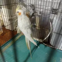 عروس هلندی