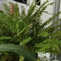 گل اپارتمانی