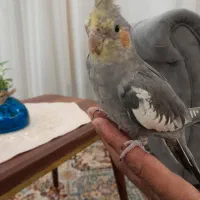 عروس هلندی