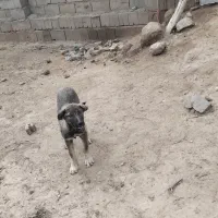 سگ کانگال ماده به ضمانت