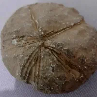 فسیل ستاره دریایی