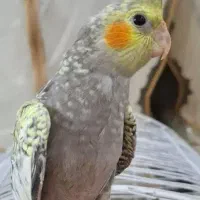 عروس هلندی گم شده