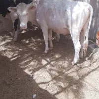 گوساله نر