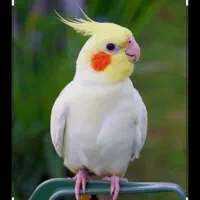 گم شدن عروس هلندی