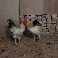 دوعدد خروس جوان به فروش میرسد