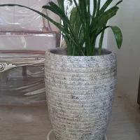 گل سانسوریا با گلدان