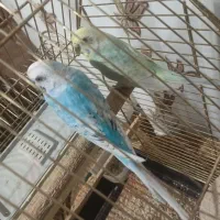 پرنده|پرنده|سردشت, |دیوار
